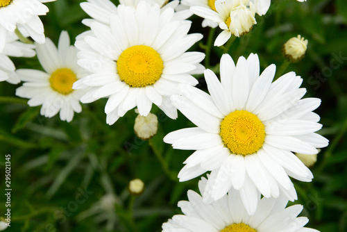 White flower Marguerites flowering  in the nature