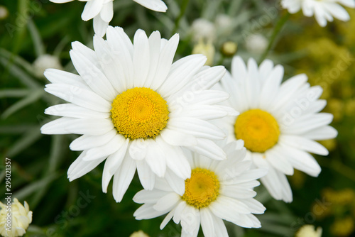 White flower Marguerites flowering  in the nature