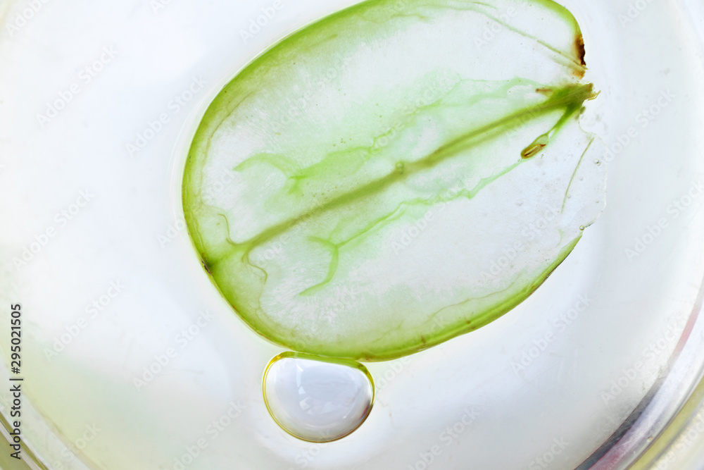 Αυτοκόλλητο Macro petri dish with grape seed oil, air bubble and slice of green grape