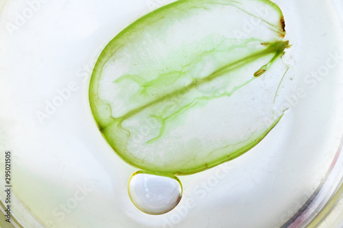 Εκτύπωση καμβά Macro petri dish with grape seed oil, air bubble and slice of green grape