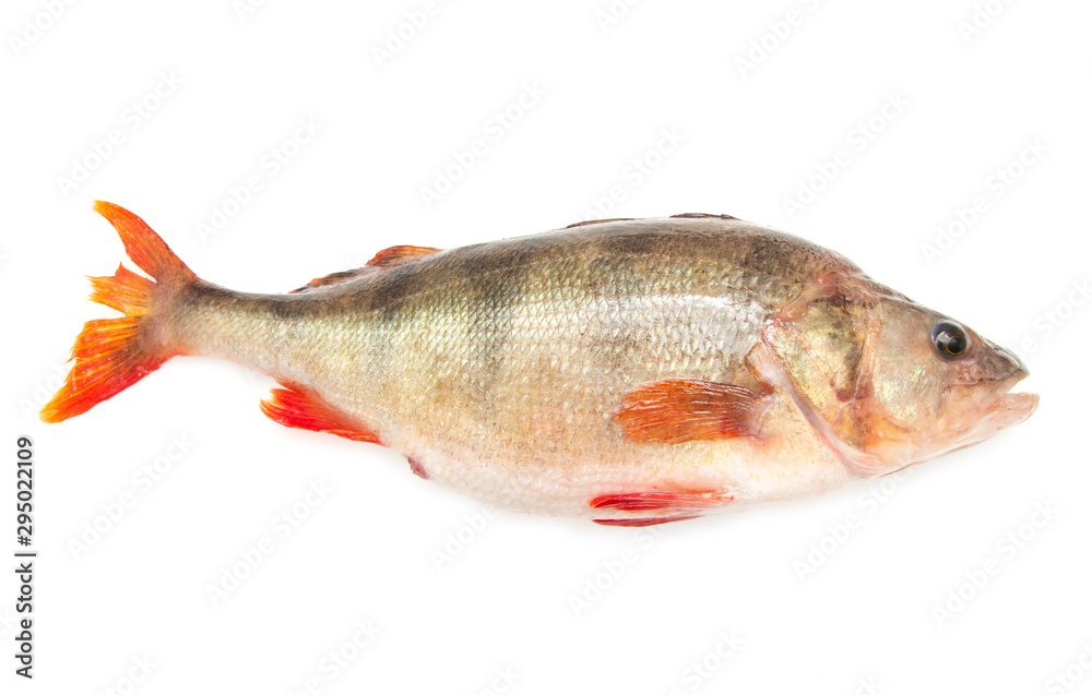 fresh perch fish on a white background fresh perch fish on a white background