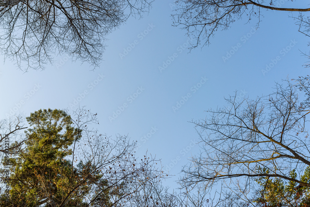 Tree branches silhouette over sky. Tree branches silhouette over sky.