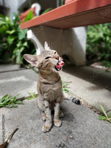 a dark cat posing and turning its tongue 