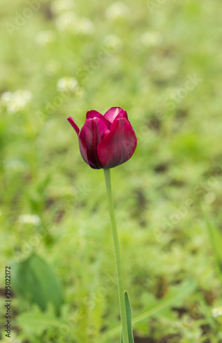 purple tulip flower on green background