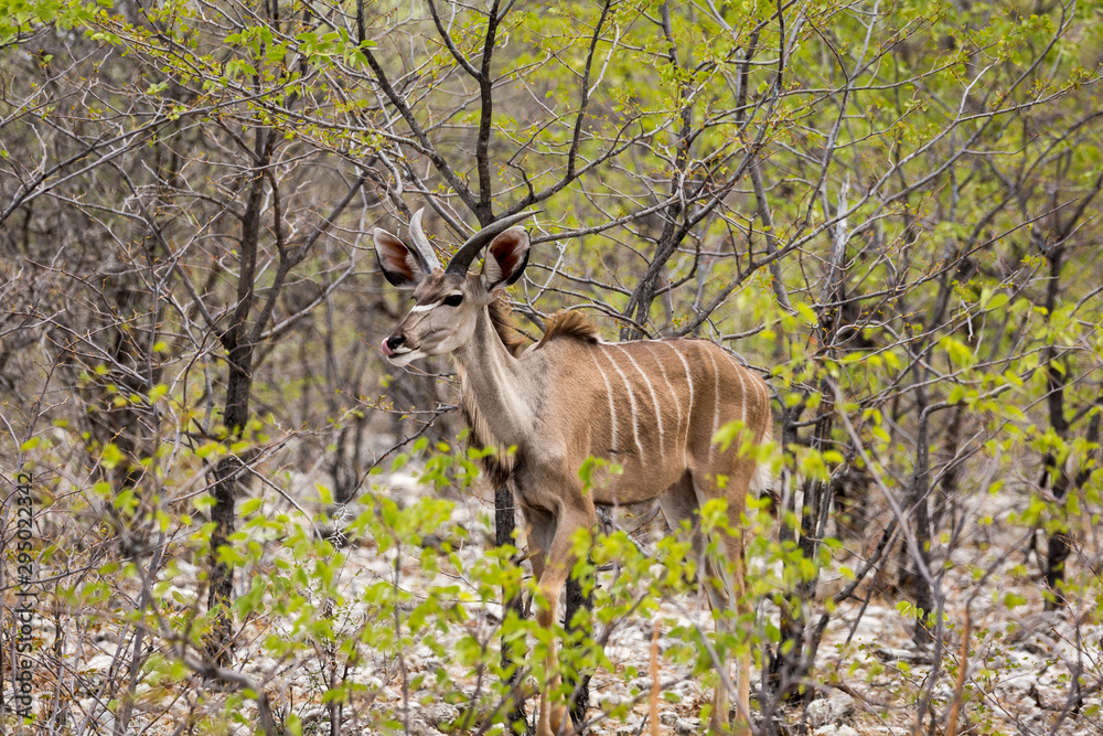 Young male Greater Kudu walking through the bush, Namibia, Africa Young male Greater Kudu walking through the bush, Namibia, Africa