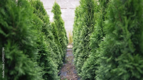 Small business selling plants. An alternative to the Christmas tree, an evergreen plant that you can plant in the ground