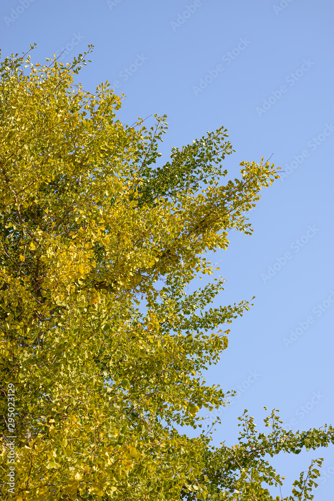 Crown of ginkgo biloba tree against the sky. Crown of ginkgo biloba tree against the sky.