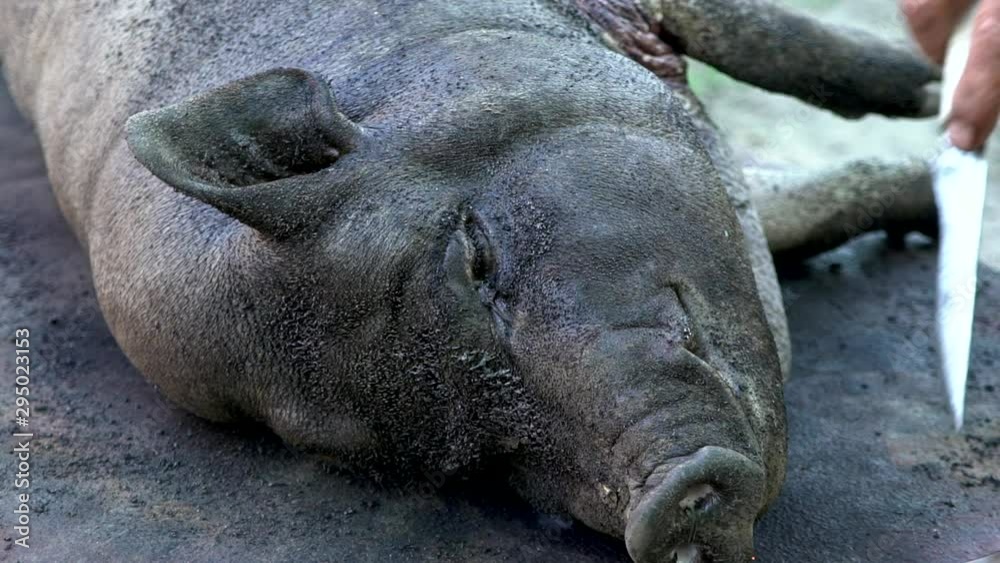 A man burns a pig with fire. Preparing for cutting into pieces. Meat processing plant. Pig farm. Carcass of a pig. Dead animal. A man burns a pig with fire. Preparing for cutting into pieces. Meat processing plant. Pig farm. Carcass of a pig. Dead animal.