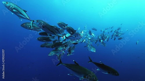 School of tuna fish of one species glisten in underwater marine life of sea creatures in Pacific Ocean on Galapagos Islands Group. Game fish shoal swimming and divided into two groups in fresh water. photo