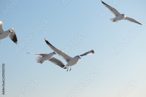 Seagulls in flight