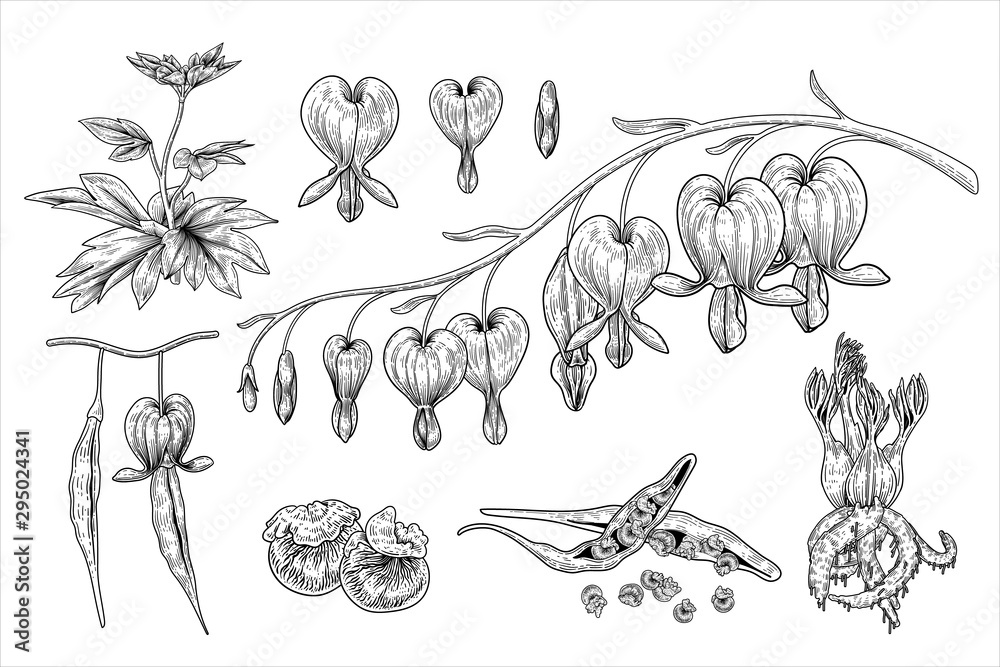 Drawings Of Bleeding Hearts