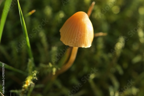 yellow mushroom on thin leg in grass