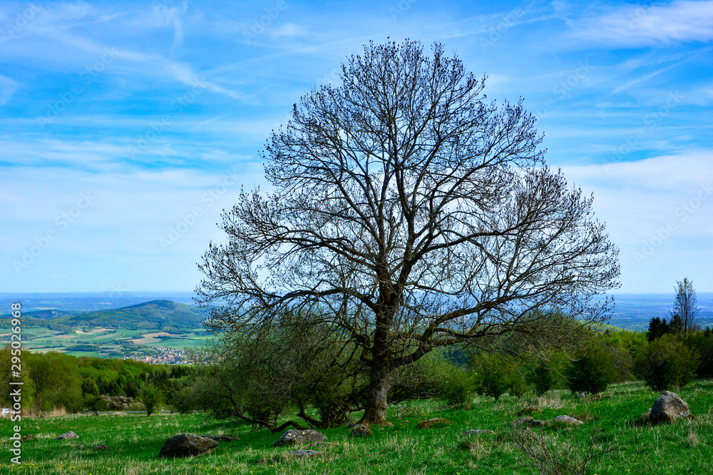Green landscape with a big tree, stones, blue sky Green landscape with a big tree, stones, blue sky