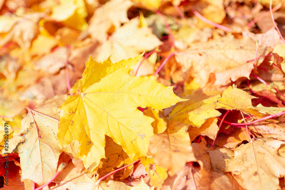 Fototapeta premium Background group autumn orange leaves. Outdoor.