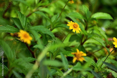 yellow flower © parinayclickers