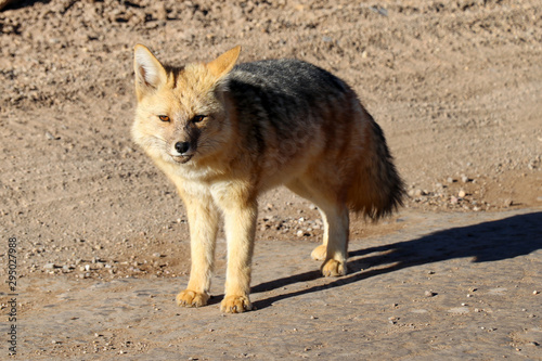 Northern Chile - San Pedro de Atacama and surrounding area - Curious culpeo (fox like animal) came out to say hello in the morning sunlight