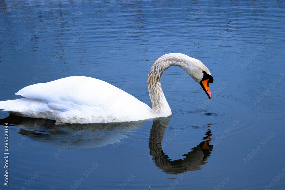 Fototapeta premium Swan looking at herself