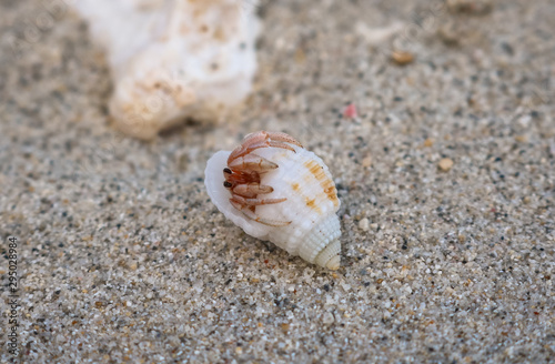 Little Hermit Crab crawling out of a white sea shell, Mauritius.
