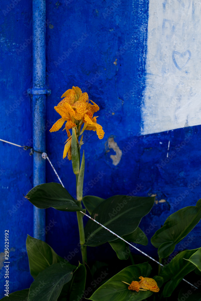 Fotografie Iris jaune sur fond bleu roi