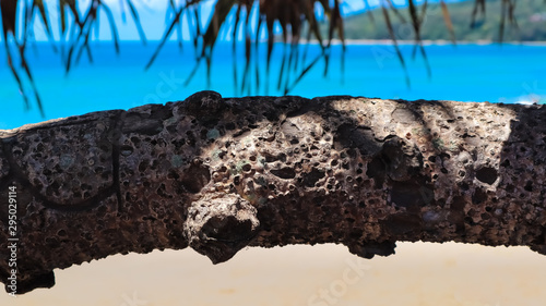 Palm tree branch with beach in the background