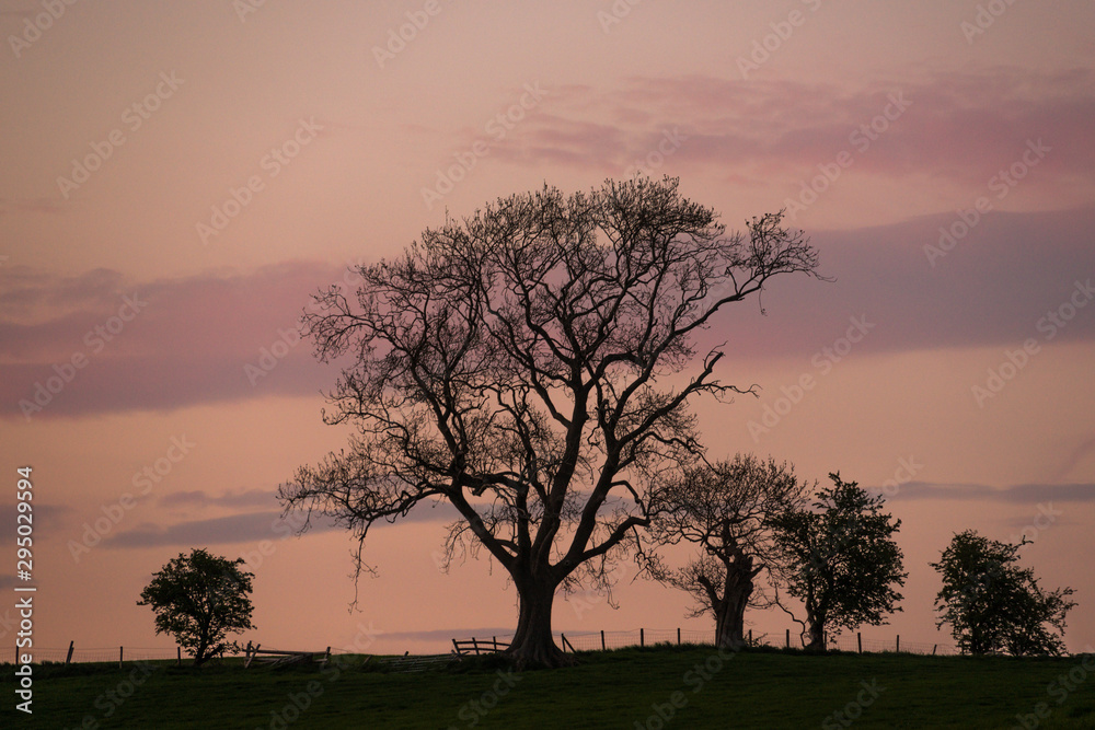 Dusk silhouette of trees, part of a fields fence Dusk silhouette of trees, part of a fields fence