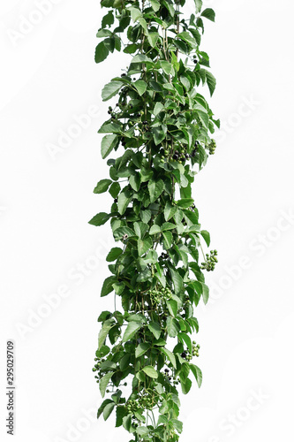 Vine with green leaves, heart shaped, twisted separately on a white background