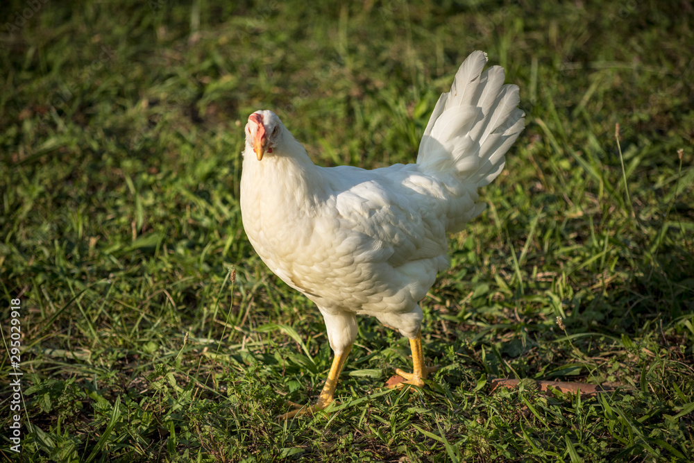 Young leghorn chicken in free range farm. Young leghorn chicken in free range farm.