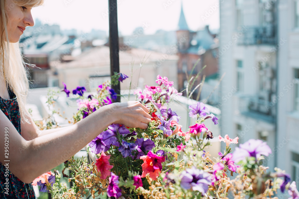 Young woman on a balcony gardening. Colorful flowers in white pots - obrazy, fototapety, plakaty 