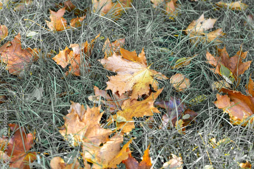 Autumn Herbst Blätter liegen auf dem Boden schöne Farben Orange Rot Gelb