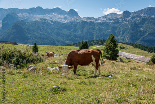 Cow grazing grass in free range breeding  on the Montasio Plateau. The Kanin Massif in background.