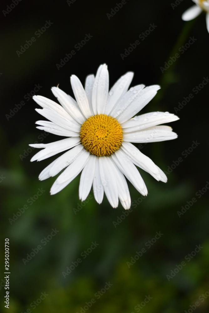 Garten-Margerite (Leucanthemum maximum) Garten-Margerite (Leucanthemum maximum)