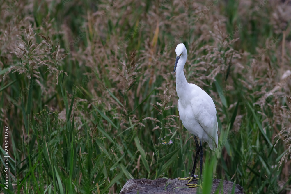 Fototapeta premium egret in grass