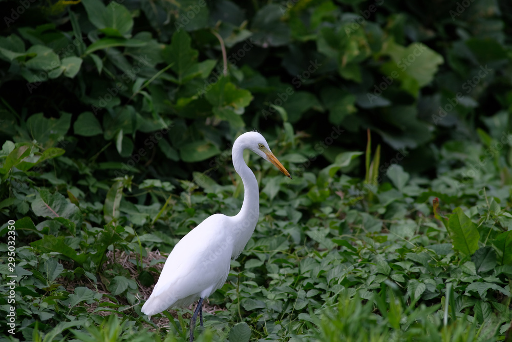 egret in grass egret in grass