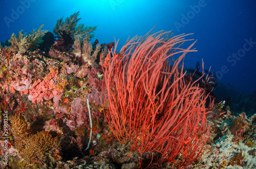 Coral © mekanphotography
