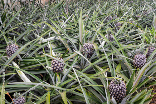 Sweet pineapples growing indoors on a farm in the greenhouse on the Azores, Sao Miguel island