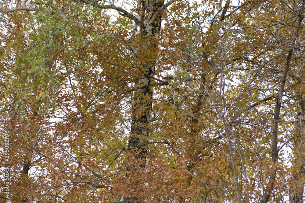 Fototapeta premium birch in autumn