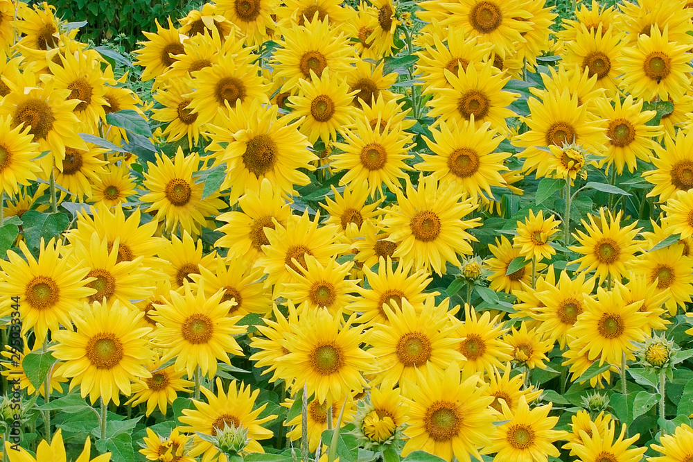 Beautiful field of yellow sunflowers Beautiful field of yellow sunflowers