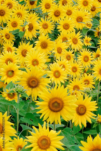 Beautiful field of yellow sunflowers