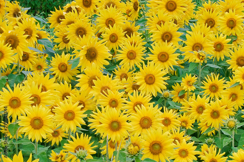 Beautiful field of yellow sunflowers