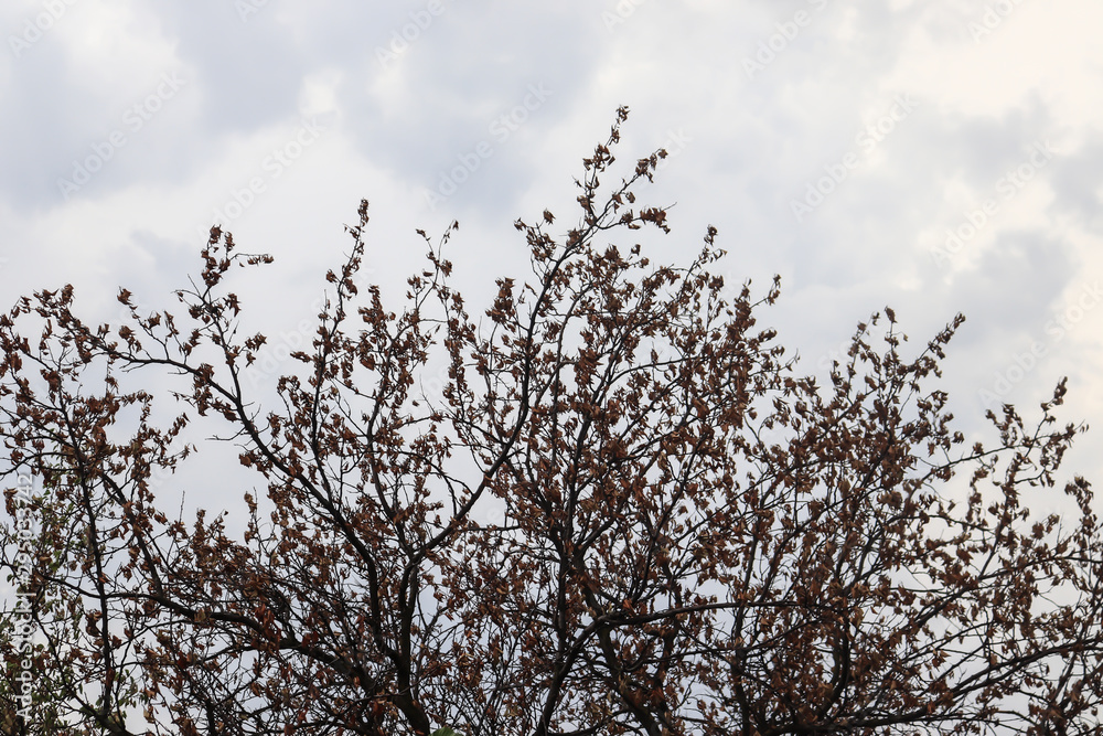 tree in bloom tree in bloom