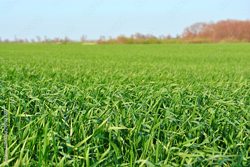 Field of green wheat (rye), trees without leaves on horizon, blue sunny sky, spring in Ukraine Field of green wheat (rye), trees without leaves on horizon, blue sunny sky, spring in Ukraine