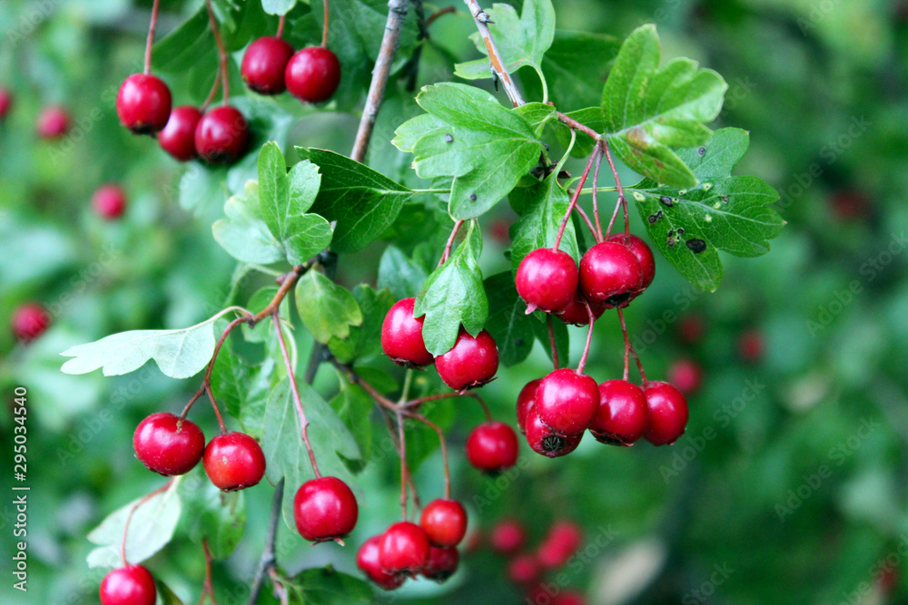 red cherries on the tree red cherries on the tree