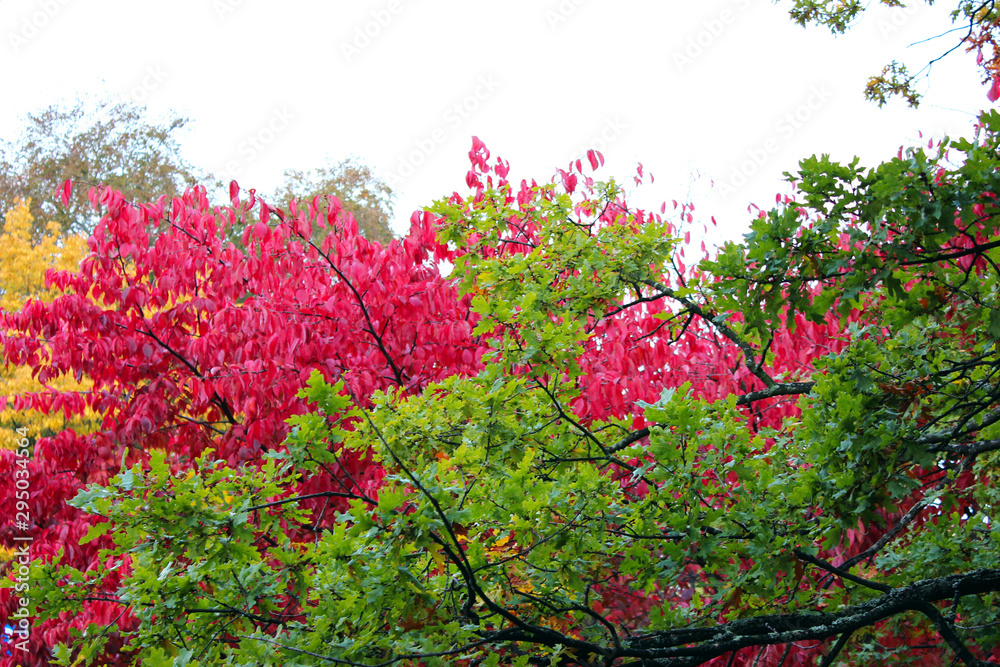 colorful leafs in autumn