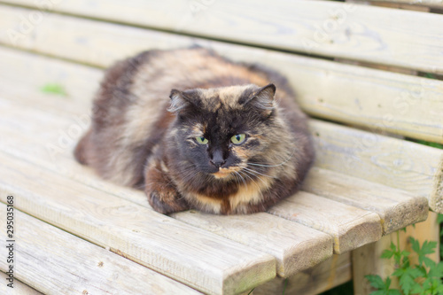 a three-haired cat lies on a bench and looks into the camera
