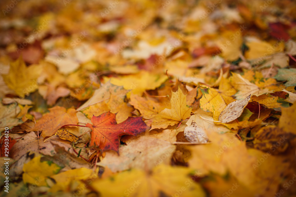 Carpet of yellow, red fallen leaves in autumn. Autumn season-bright leaves in the grass and on the ground