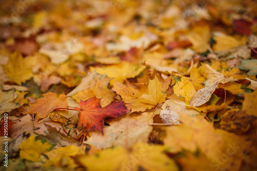 Carpet of yellow, red fallen leaves in autumn. Autumn season-bright leaves in the grass and on the ground