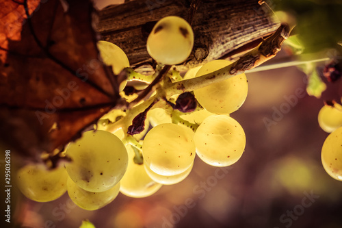 chardonnay raisin en macro photo