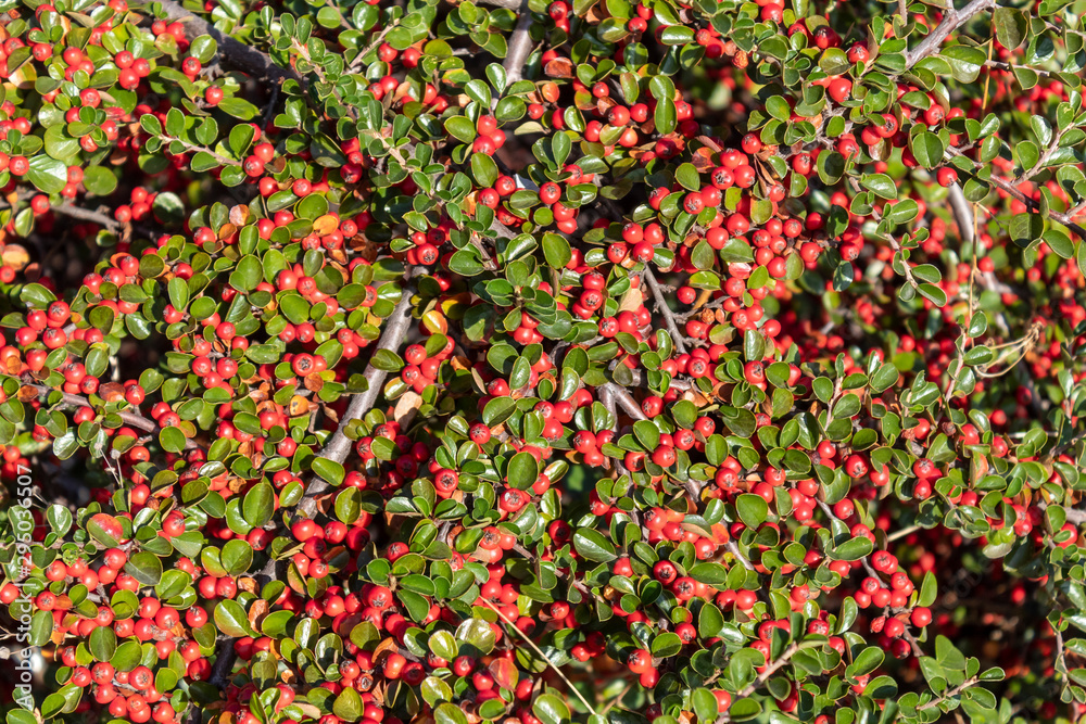 Red Berries Green Leaves Background