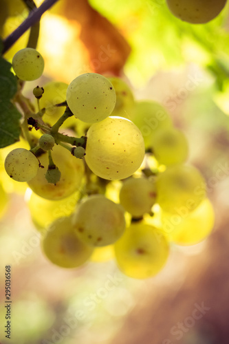 chardonnay raisin en macro