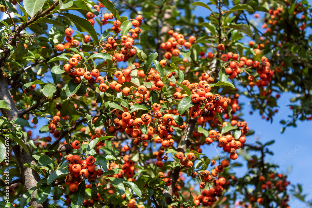 Orange Berries on Branches Sky Background Orange Berries on Branches Sky Background